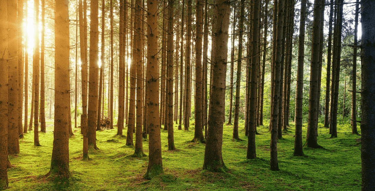 We celebrate Earth Day 2024